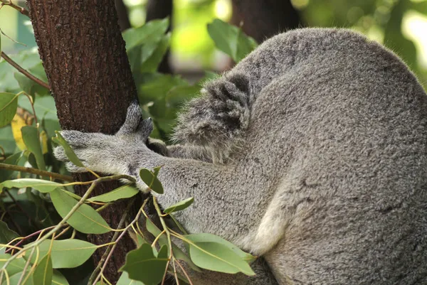 Koala Phascolarctos Cinereus Australien — Stockfoto