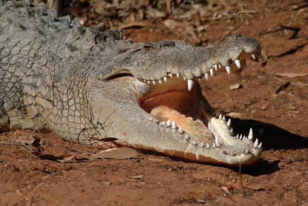 Crocodilo Água Salgada Crocodylus Porosus Austrália — Fotografia de Stock