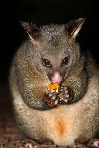 Possum Trichosurus Vulpecula Marsupial Australia — стокове фото