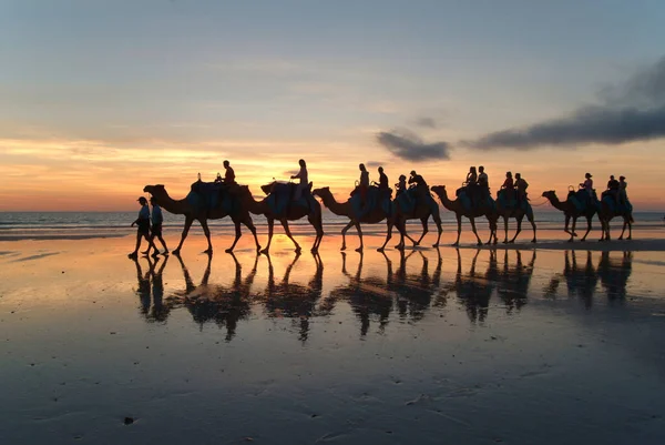 Karawana Dla Wielbłądów Cable Beach Broome West Kimberlys Australia — Zdjęcie stockowe