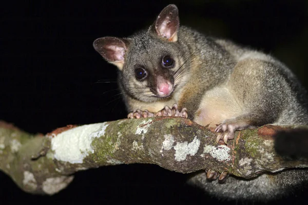 Cepillo Común Possum Trichosurus Vulpecula Sentado Una Rama —  Fotos de Stock