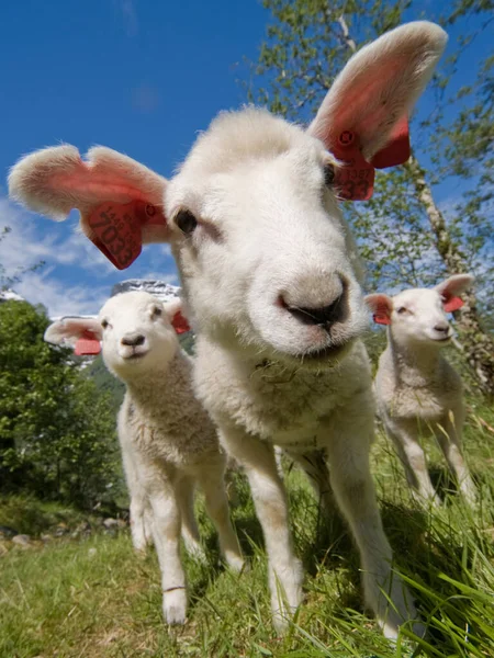 Agnello Ovis Gmelini Aries — Foto Stock