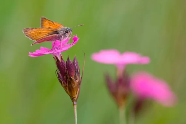 Small Skipper Thymelicus Sylvestris — Stock Photo, Image