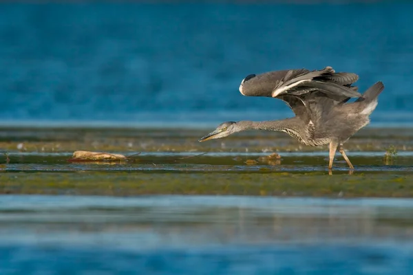 Czapla Szara Ardea Cinerea — Zdjęcie stockowe