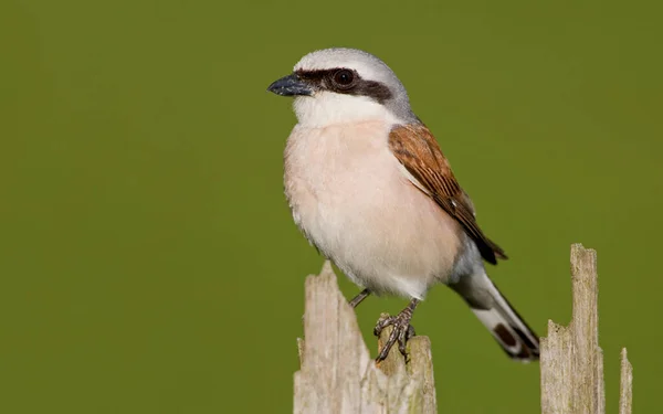 Shrike Con Respaldo Rojo Lanius Collurio — Foto de Stock