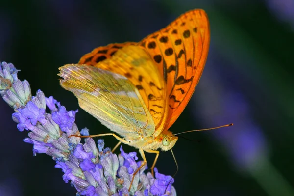 Silver Washed Fritillary Argynnis Paphia Lavender Flower Provence France — Stock Photo, Image