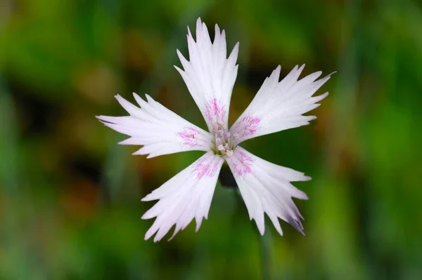 Dianthus Petraeus Noeanus — стоковое фото