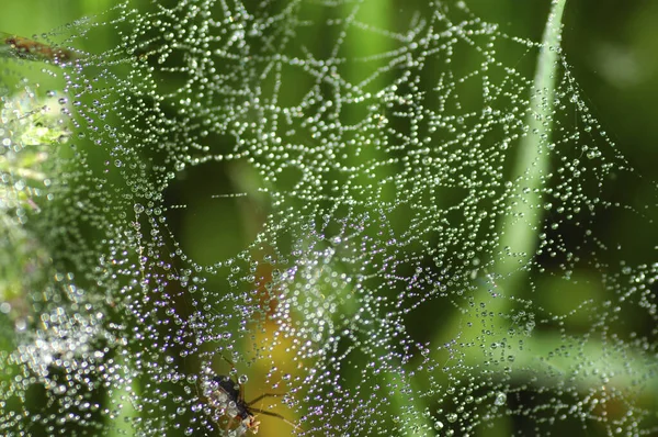 Tautropfen Auf Einem Spinnennetz — Stockfoto