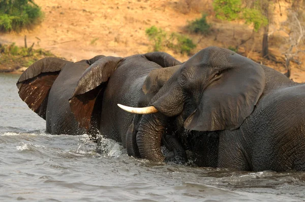 Manada Elefantes Atravessando Rio Chobe Loxodonta Africana Botsuana — Fotografia de Stock