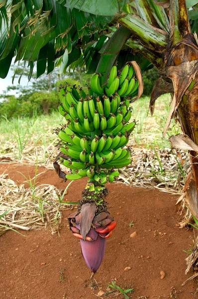 Planta Banana Musa Spec Com Flor Fruta Banana — Fotografia de Stock