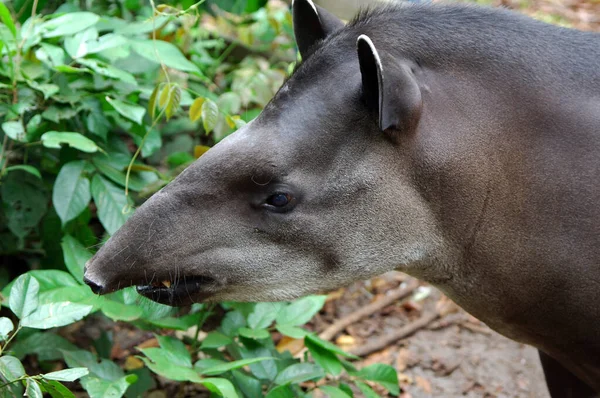 Tapir Brasil Dataran Rendah Tapir Tapirus Terrestris Amazon Sungai Cekungan — Stok Foto
