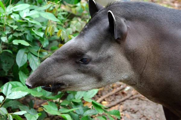 Brazilian Tapir Lowland Tapir Tapirus Terrestris Bacia Rio Amazonas Brasil — Fotografia de Stock