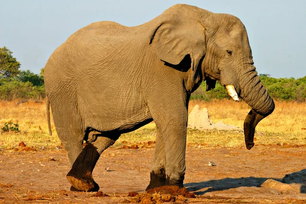 Velho Elefante Macho Loxodonta Africana Savuti National Park Botswana — Fotografia de Stock