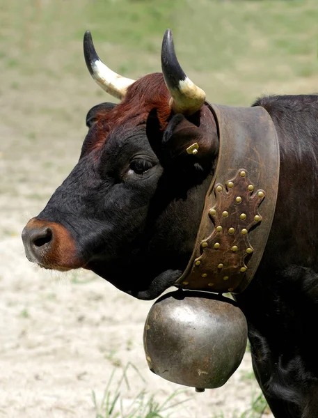 エリンガー牛 女王の戦い スイスの牛の戦い アプロズ ヴァレー スイス — ストック写真