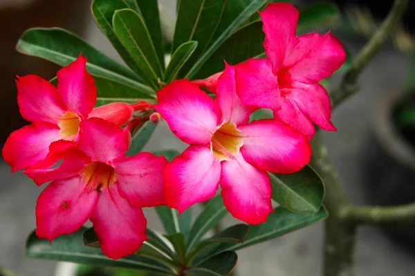 Pouštní Růže Adenium Obesum — Stock fotografie