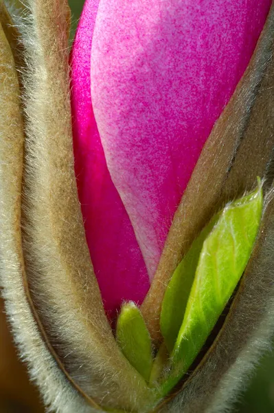 Bud Yulan Manolya Magnolia Veri Toplama Arzusu — Stok fotoğraf