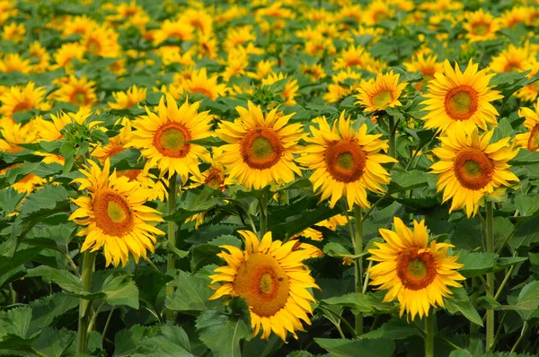 Fält Blommor För Solen — Stockfoto