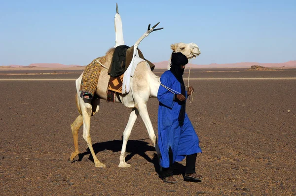 Tuareg Con Dromedario Monti Acaco Libia — Foto Stock