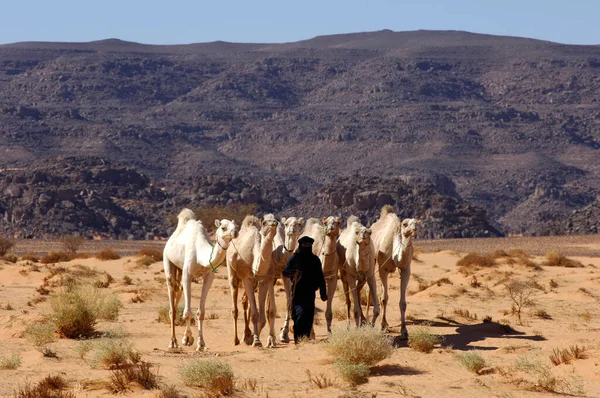 Tuareg Dromedáriusokkal Acacus Hegység Líbia — Stock Fotó