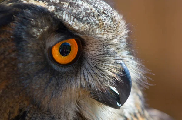 Euraziatische Oehoe Bubo Bubo — Stockfoto