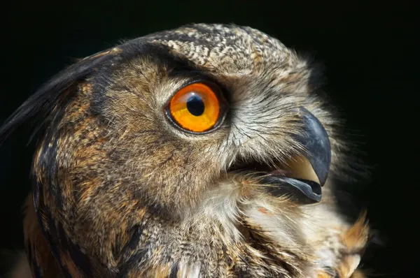 Eurasian Eagle Owl Bubo Bubo — Stock Photo, Image