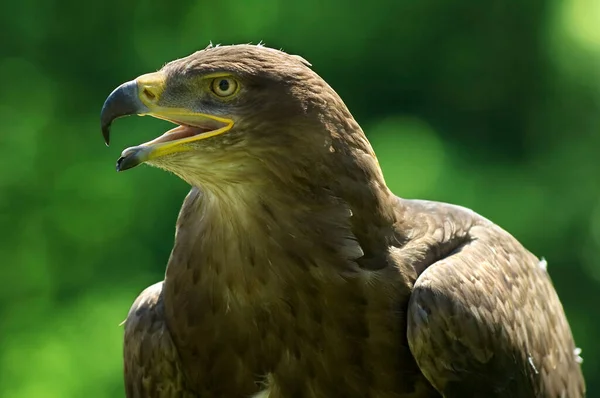 Águila Real Aquila Chrysaetos —  Fotos de Stock