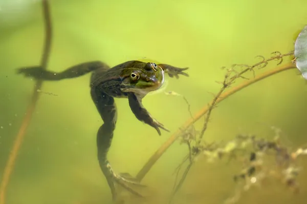 Grenouille Comestible Grenouille Aquatique Commune Grenouille Verte Rana Esculenta — Photo