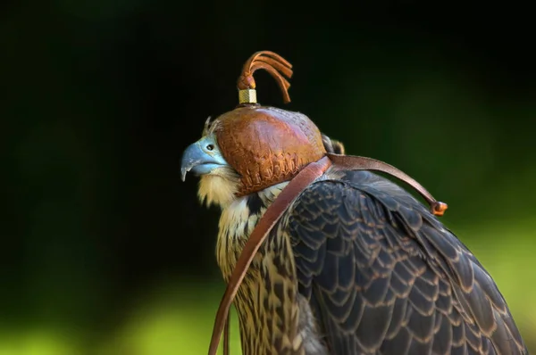 Falcão Peregrino Falcão Pato Falco Peregrinus Com Capuz — Fotografia de Stock