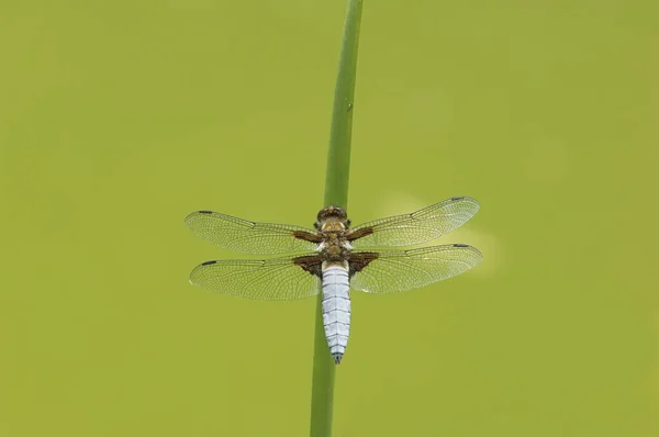 Broad Bodied Chaser Libellula Depressa Reed Culm — Foto de Stock