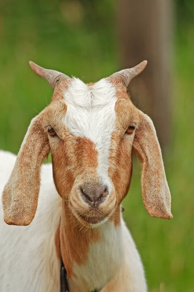 Domestic Goat Capra Hircus — Stock Photo, Image