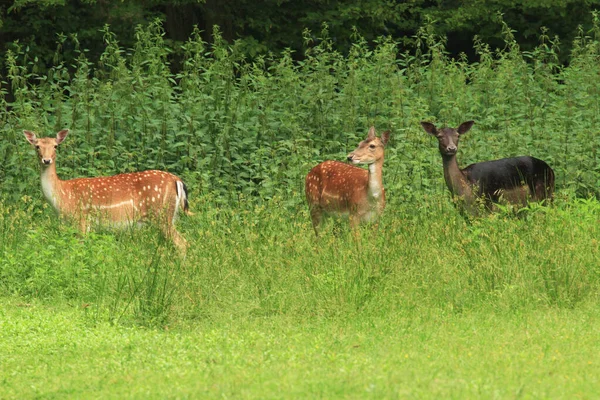 Damhirsch Dama Dama — Stockfoto