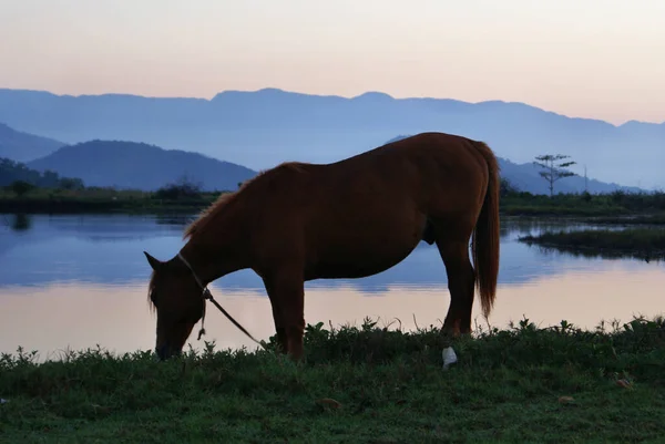 Caballo Pastando Amanecer Paraty Brasil — Foto de Stock