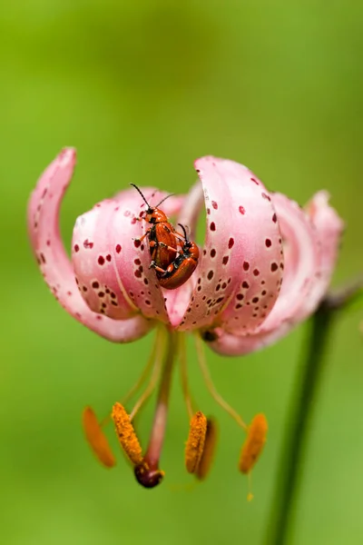 Turk Cap Lis Avec Deux Galettes Dessus Image Symbolique Sexe — Photo