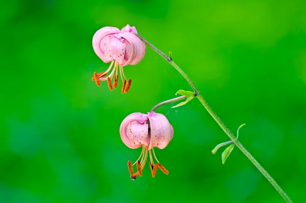 Turk Cap Lily Цветы Продвинутом Состоянии — стоковое фото