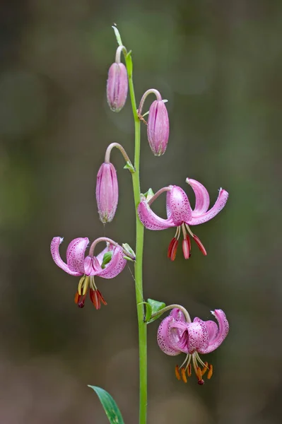 Töröksapkás Liliom — Stock Fotó