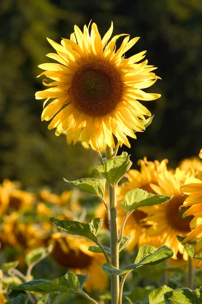 Solros Bakljus — Stockfoto