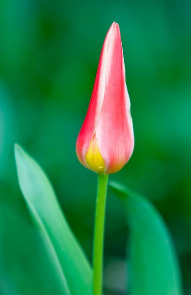 Flor Fechada Uma Tulipa — Fotografia de Stock