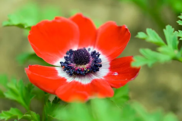 Bloom Rouge Une Anémone — Photo