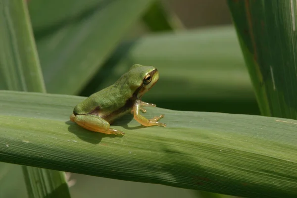 Young Tree Frog Sitting Reed Leave Discovering His New World — Stock Photo, Image