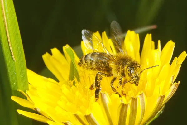 Honeybee Bee Collecting Pollen Dandelion Taraxacum Officinale Gronau Muensterland Nordrhein — Fotografia de Stock