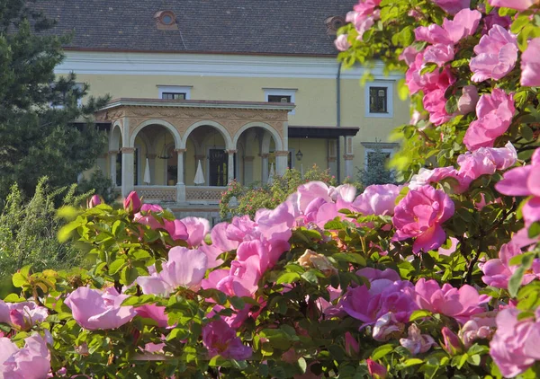 Цветущий Розовый Куст Часть Отеля Weikersdorf Города Баден Нижняя Австрия — стоковое фото
