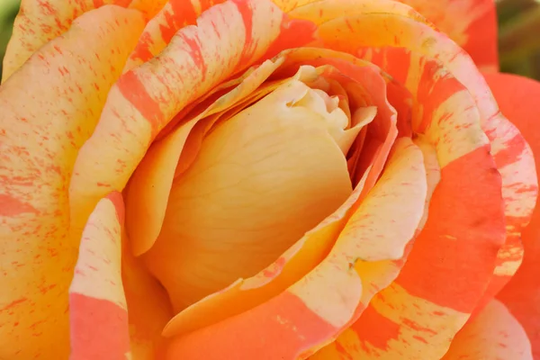Rose Rosarium Uetersen Schleswig Holstein — Stockfoto