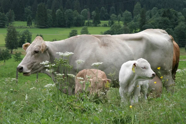 Deu Hindelang 2005 Mãe Criação Vacas Após Nascimento Bezerro Permanece — Fotografia de Stock