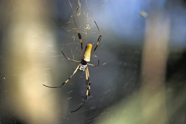 Golden Silk Spider Arachnid Nephila Clavipes Florida Usa — стокове фото