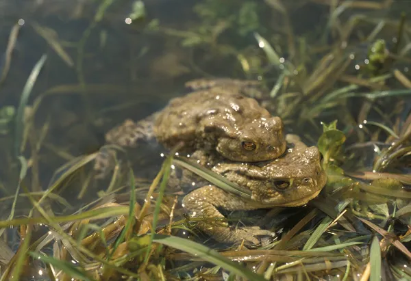 Sapos Comunes Apareamiento Agua Bufo Bufo Bavaria Alemania —  Fotos de Stock