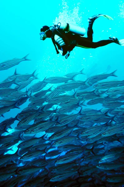 Fusilier, Caesionidae, Wolf Island, Galapagos, Ecuador, Pacific Ocean, COMPOSING: diver