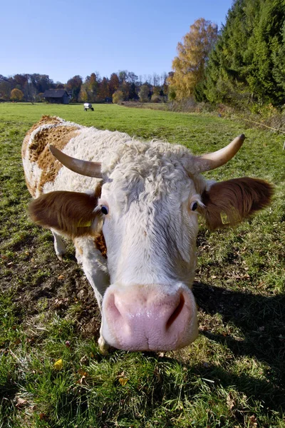 Vaca Pastagem Starnberg Lake Baviera Alemanha — Fotografia de Stock