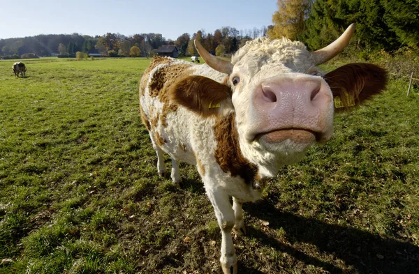 シュタルンベルク湖ババリア ドイツの牧草地に牛します — ストック写真