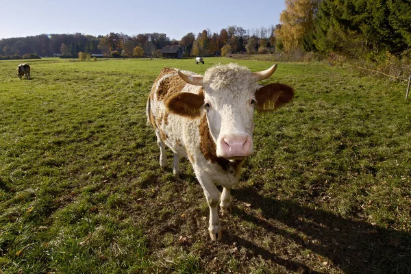 Koeien Weide Starnberg Lake Beieren Duitsland — Stockfoto