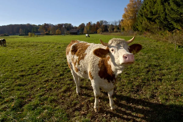 シュタルンベルク湖ババリア ドイツの牧草地に牛します — ストック写真